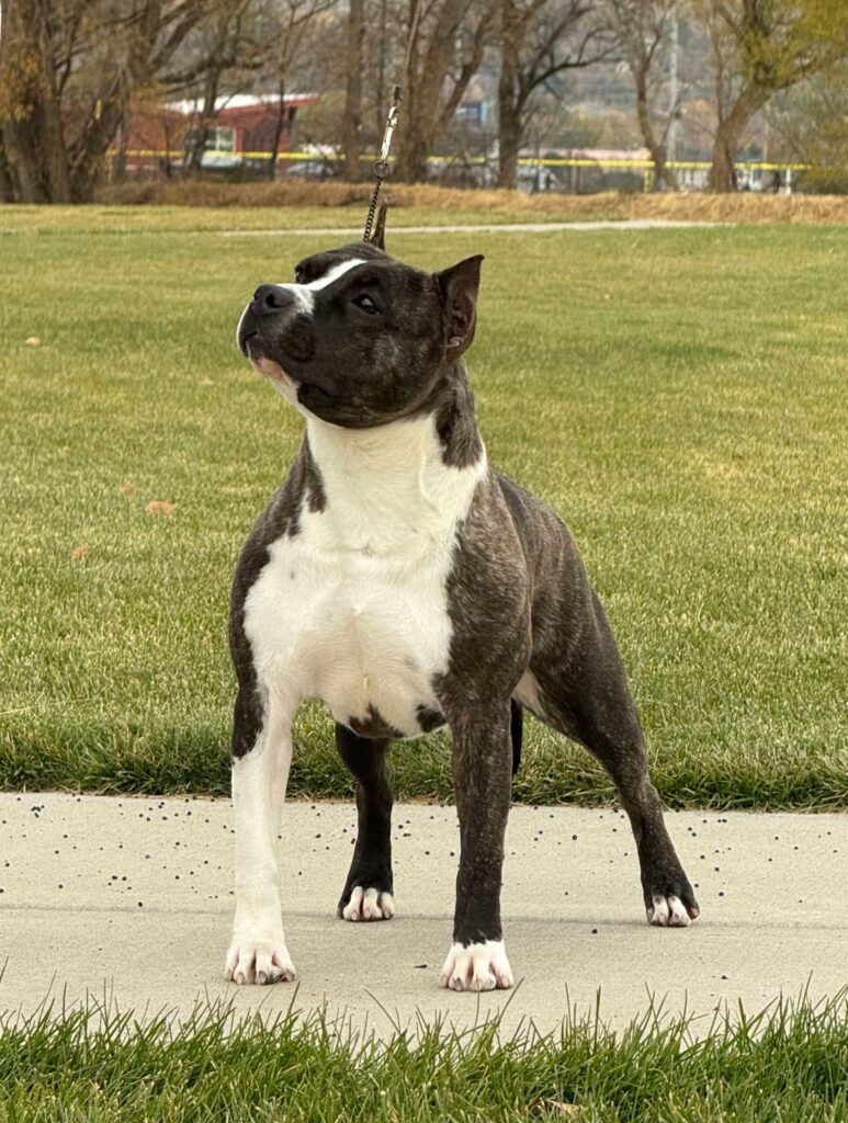 brindle american staffordshire terrier in Salt lake city utah