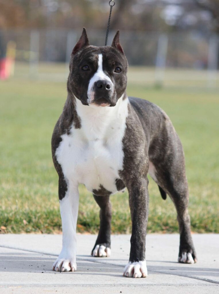 brindle american staffordshire terrier in Salt lake city utah