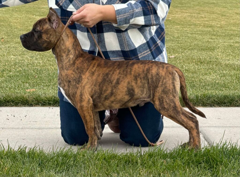 red brindle pit bull puppy in utah