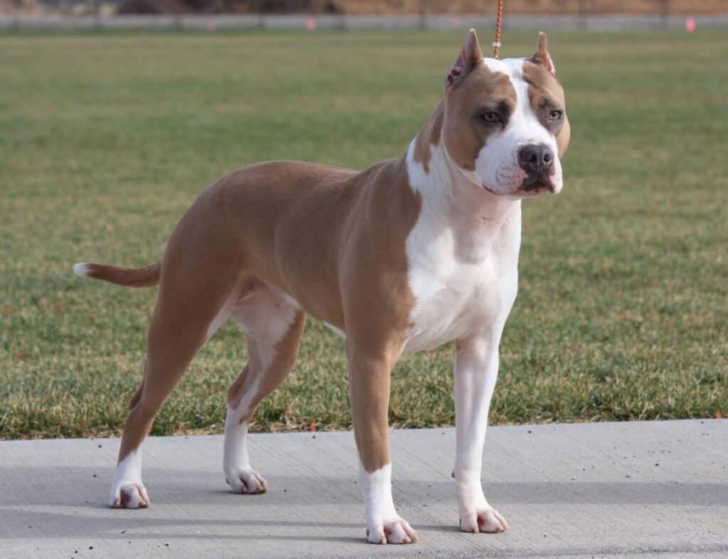 blue fawn american pit bull terrier in salt lake city utah