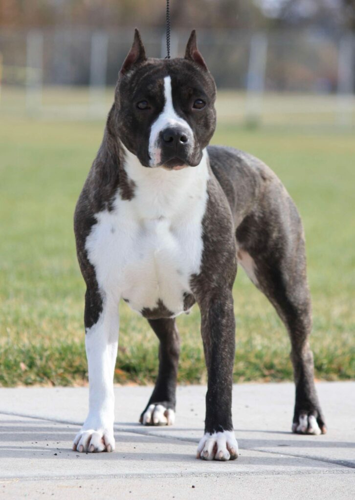 brindle american staffordshire terrier in Salt lake city utah