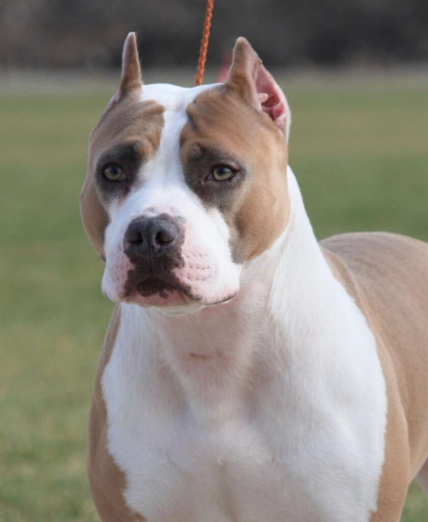 blue fawn american pit bull terrier in salt lake city utah