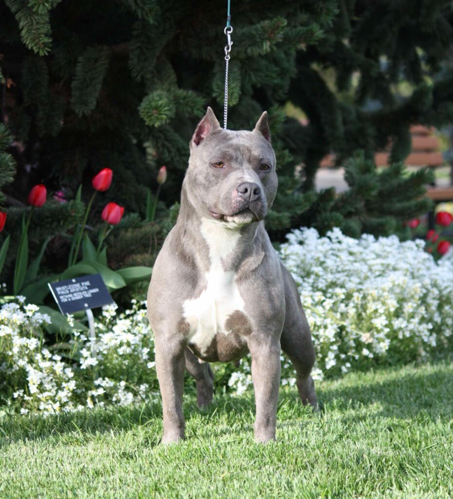 Best american pit bull terrier breeder in the usa