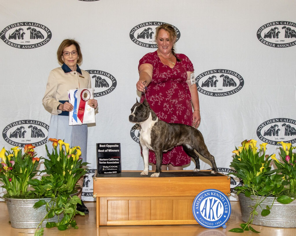 brindle american staffordshire terrier in california