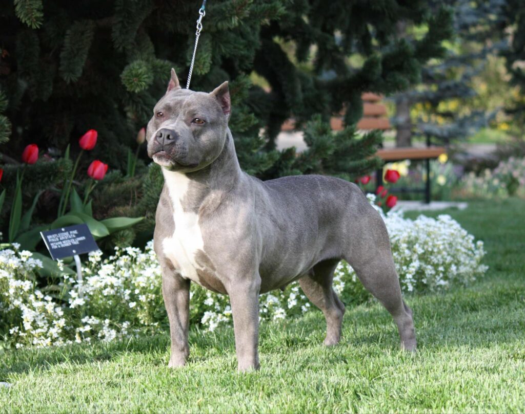 Best american pit bull terrier breeder in the usa