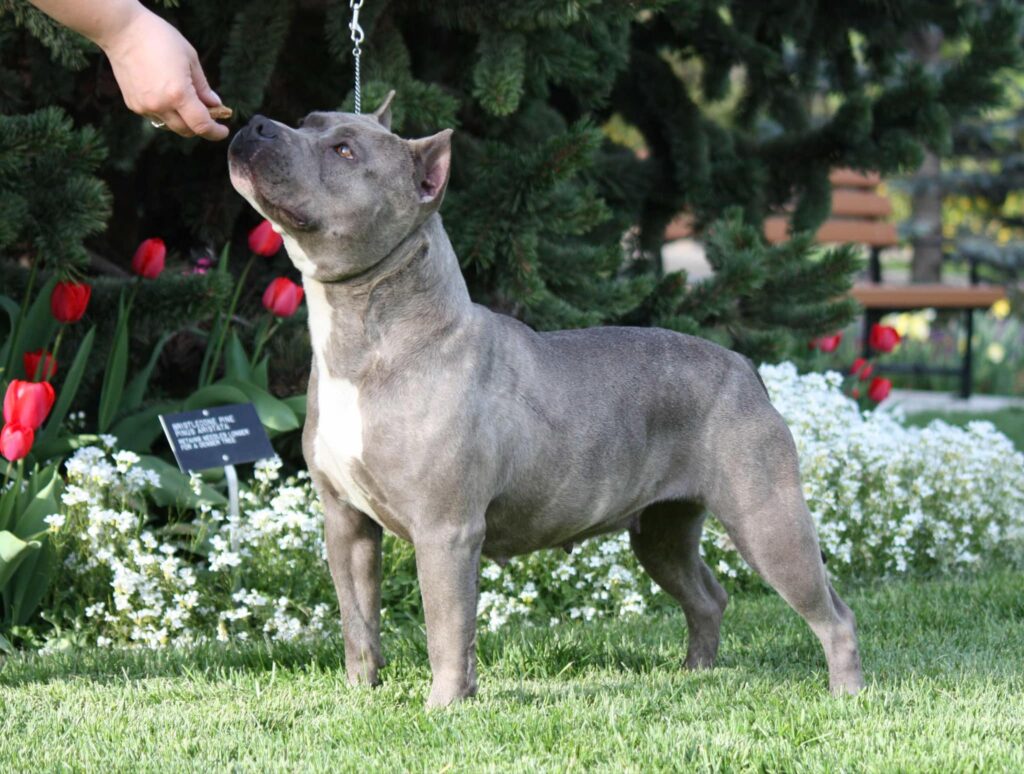 blue brindle american staffordshire terrier in washington