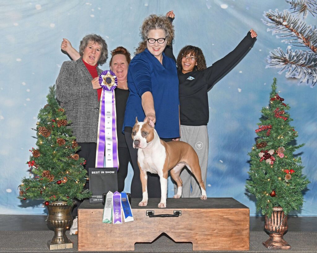 blue fawn american pit bull terrier in salt lake city utah