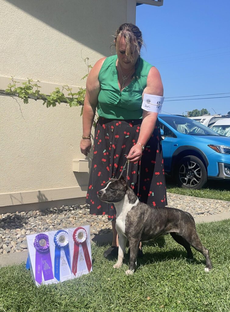 brindle amstaff in Washington