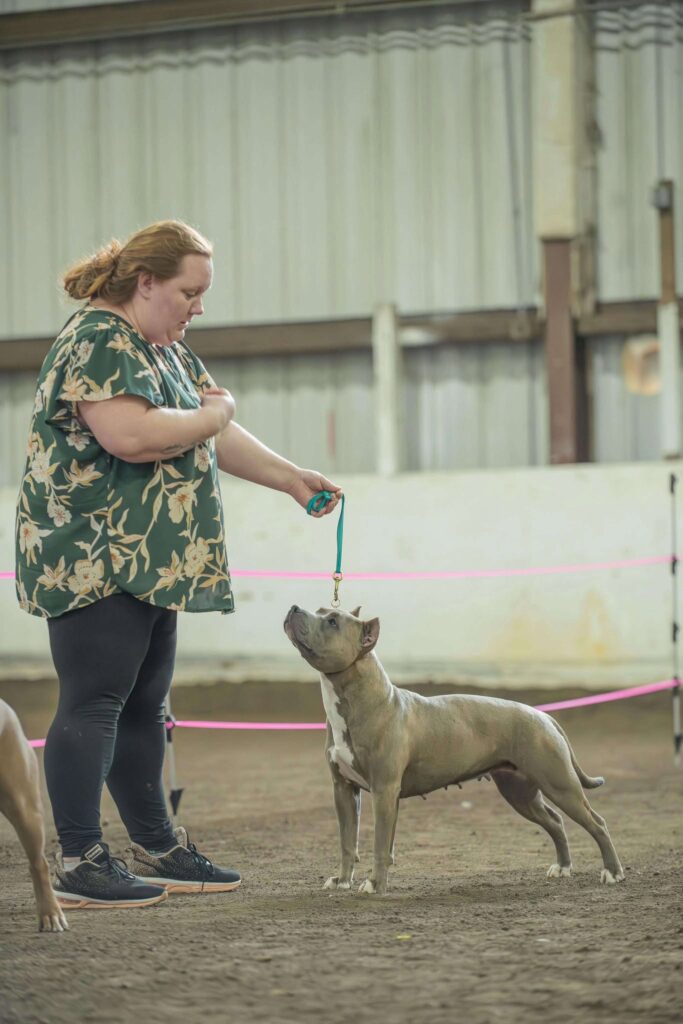 Best pit bulls in the usa