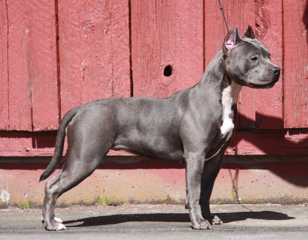best pitbull breeder
