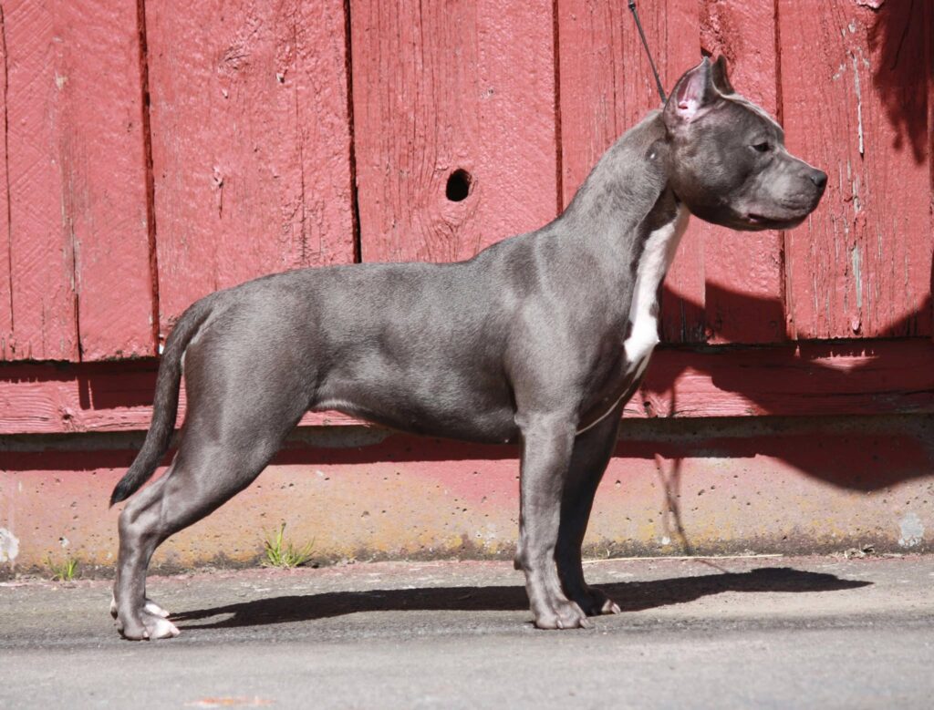 best pitbull breeder