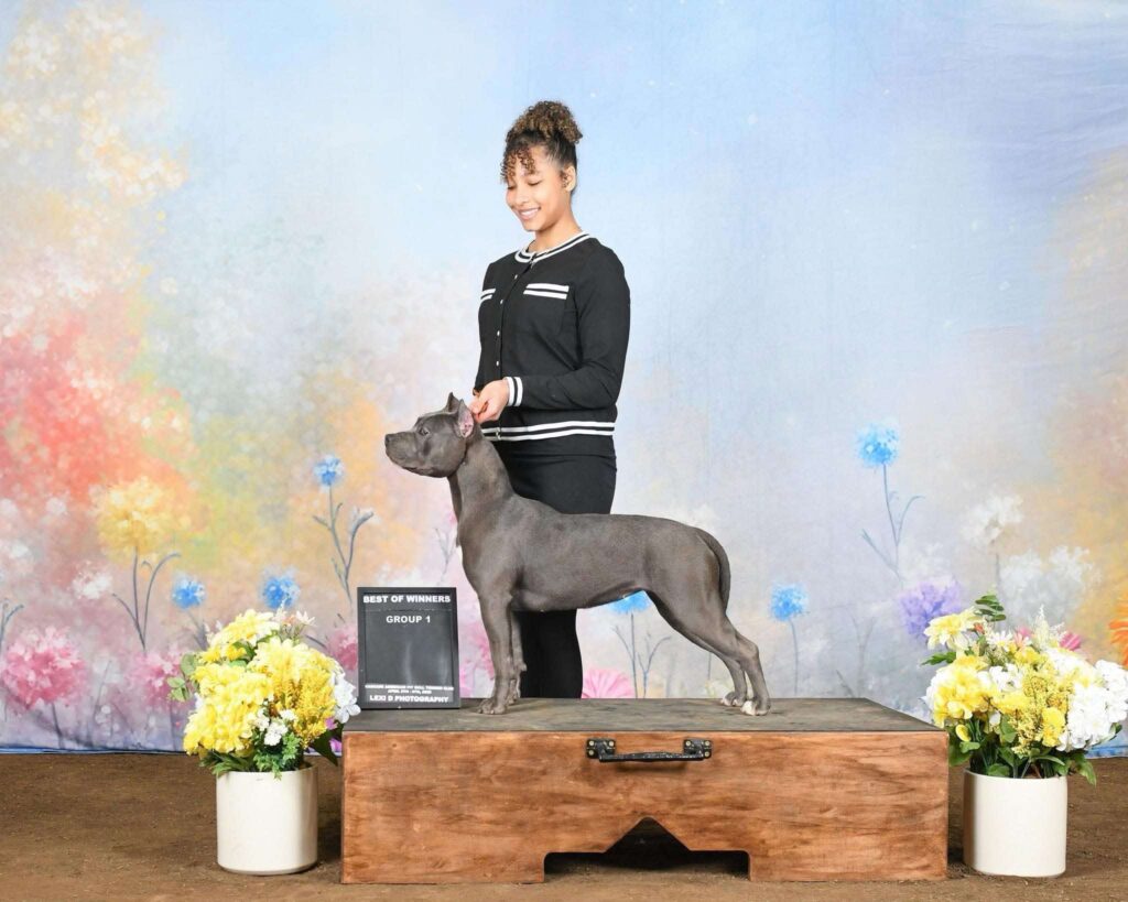 best pitbull breeder