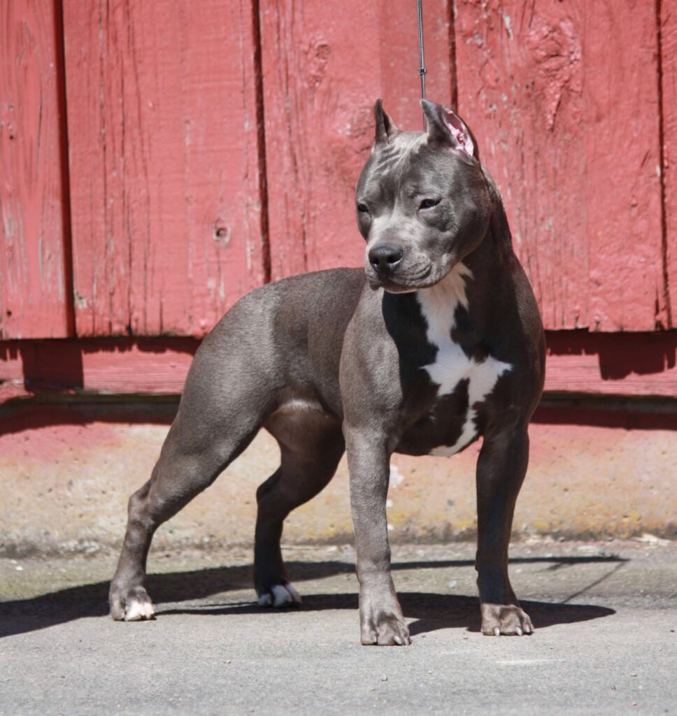 best pitbull breeder