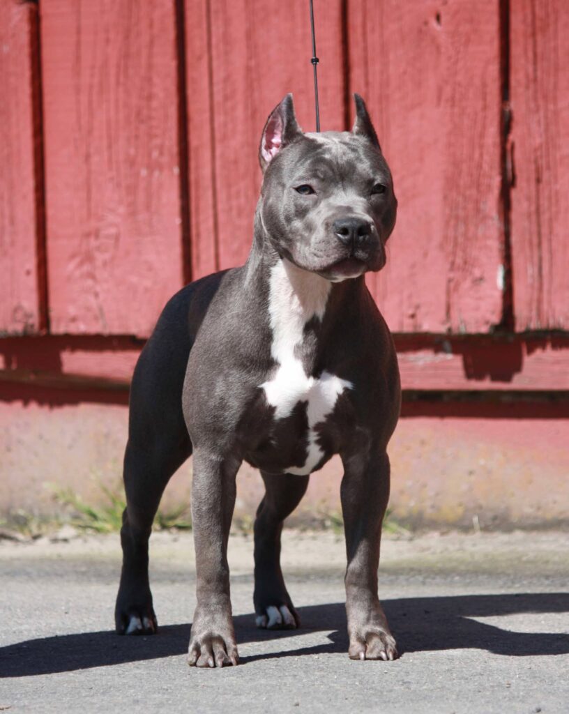 best pitbull breeder