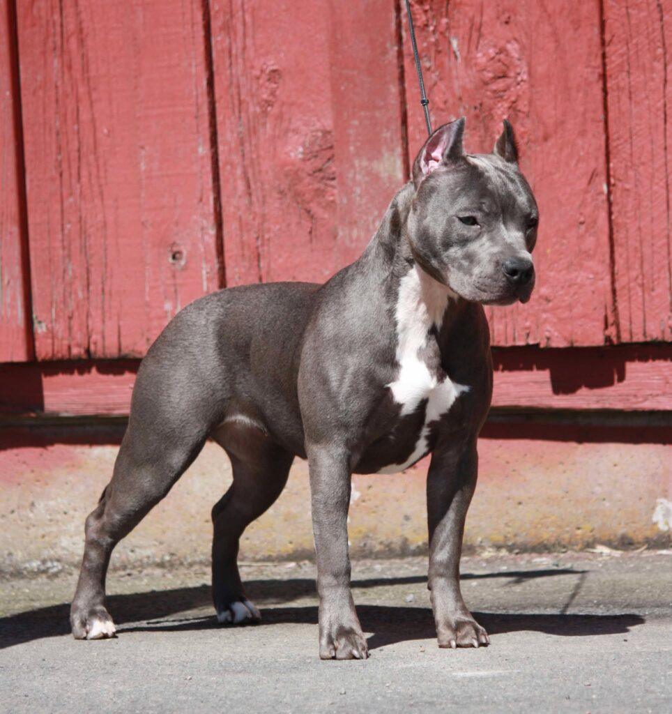 best pitbull breeder