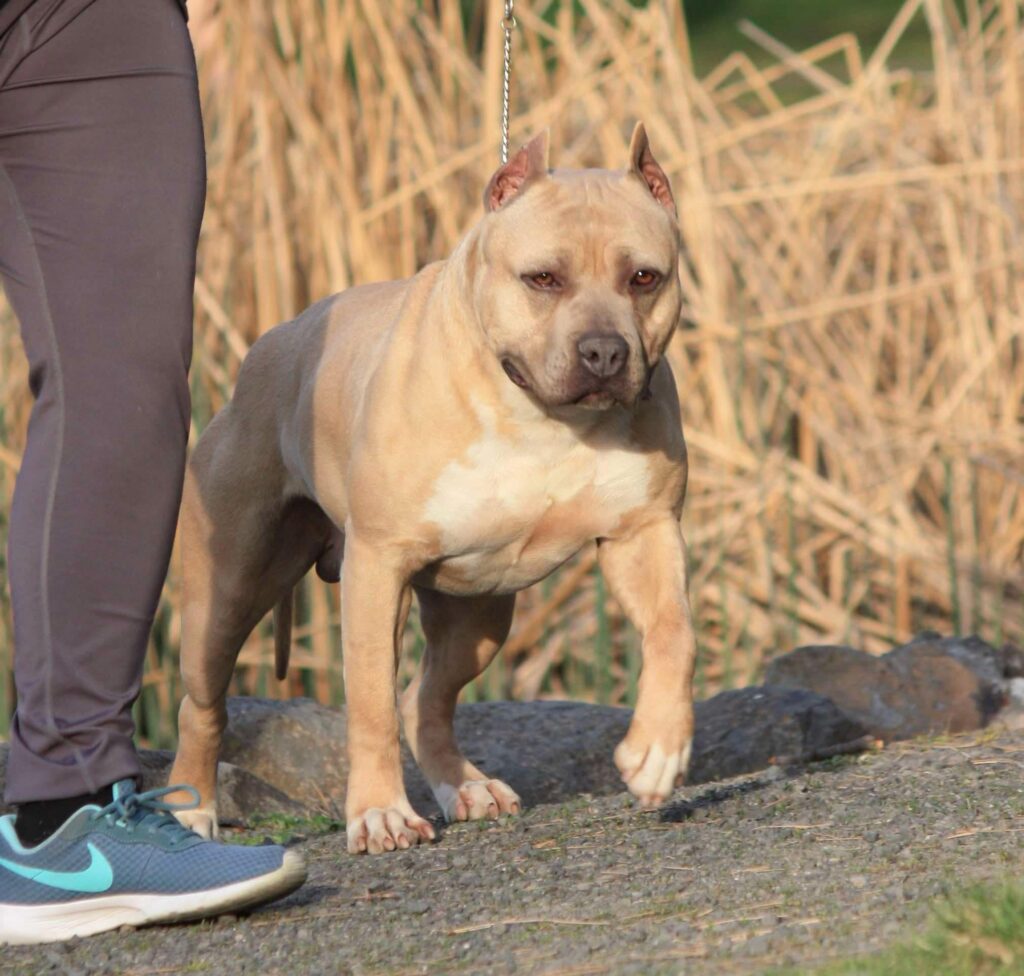 Best american pit bull terrier breeder in the usa