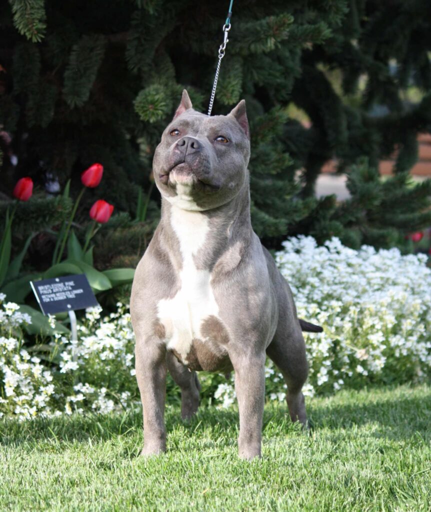 blue brindle american staffordshire terrier in washington