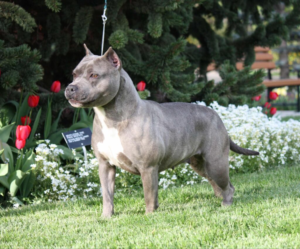 blue brindle american staffordshire terrier in washington