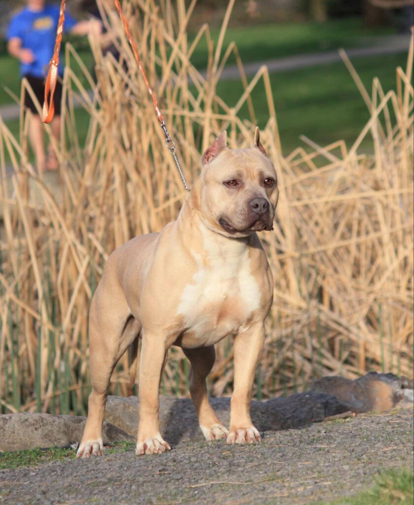 Best american pit bull terrier breeder in the usa