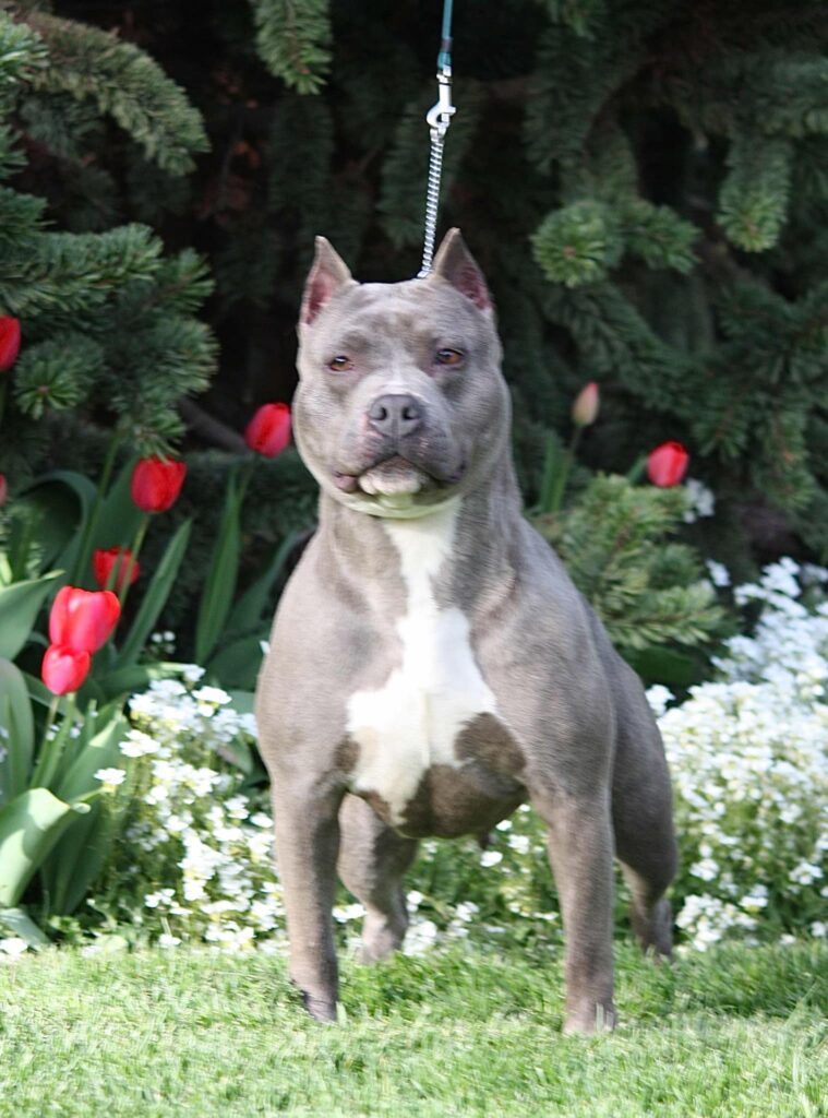 blue brindle american staffordshire terrier in washington