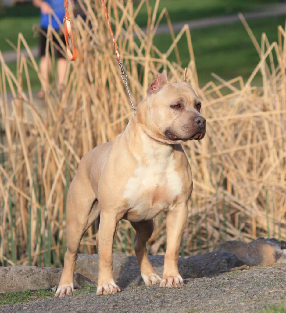 Best american pit bull terrier breeder in the usa