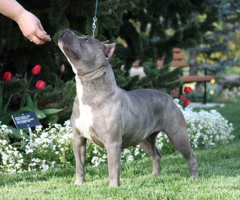 Best american pit bull terrier breeder in the usa