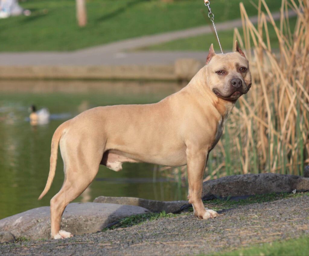 Best american pit bull terrier breeder in the usa