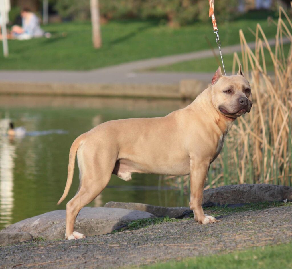 Best american pit bull terrier breeder in the usa