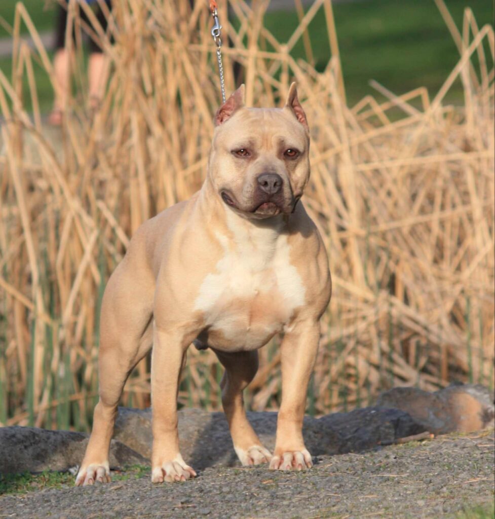 Best american pit bull terrier breeder in the usa
