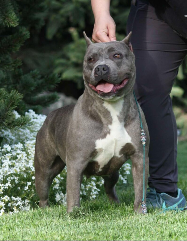 blue brindle american staffordshire terrier in washington