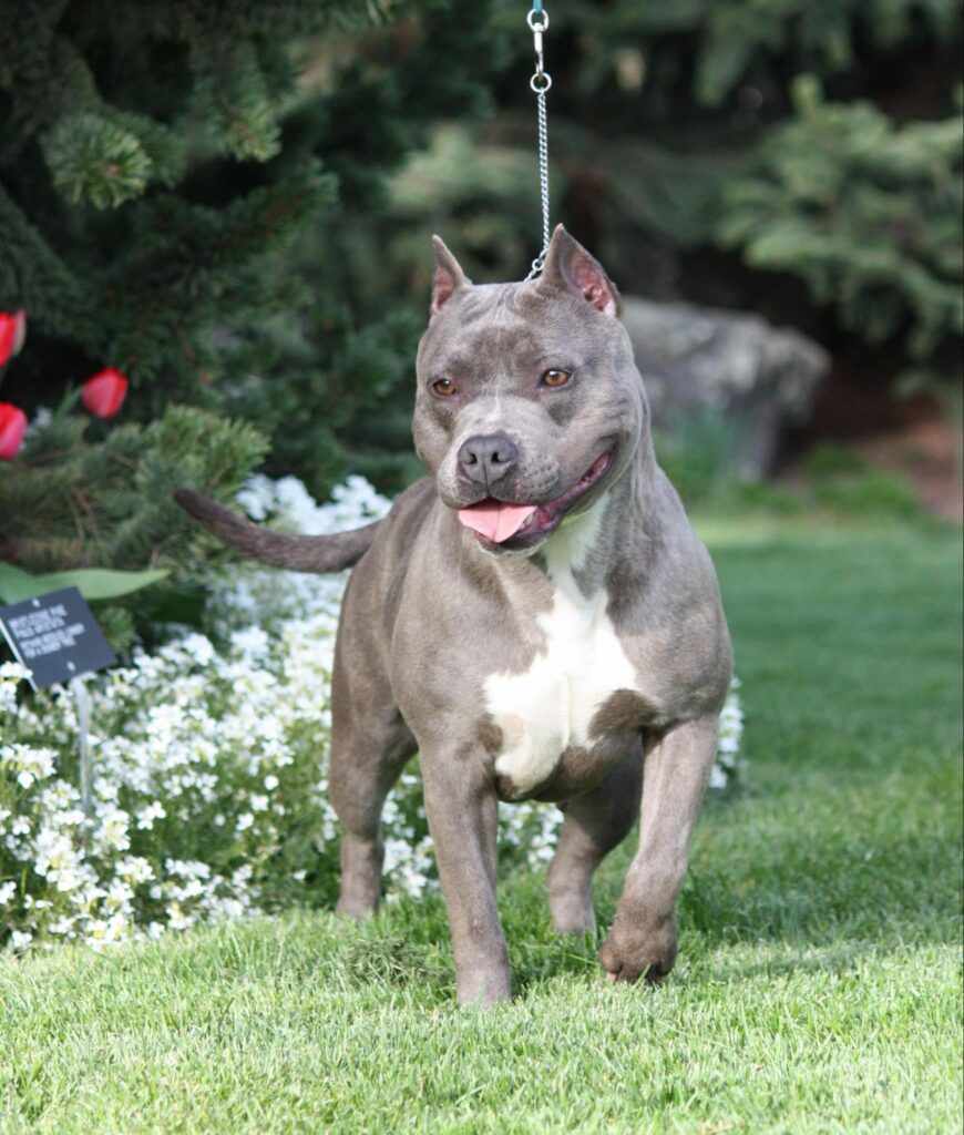 Best american pit bull terrier breeder in the usa