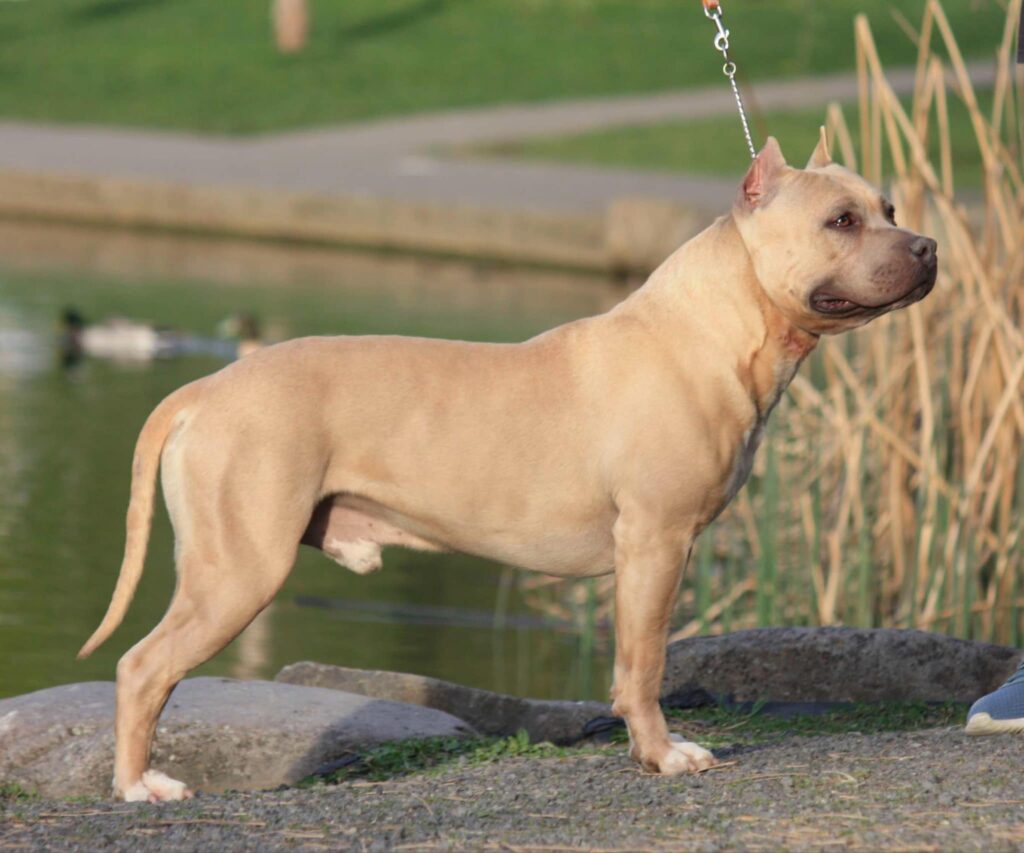 Best american pit bull terrier breeder in the usa