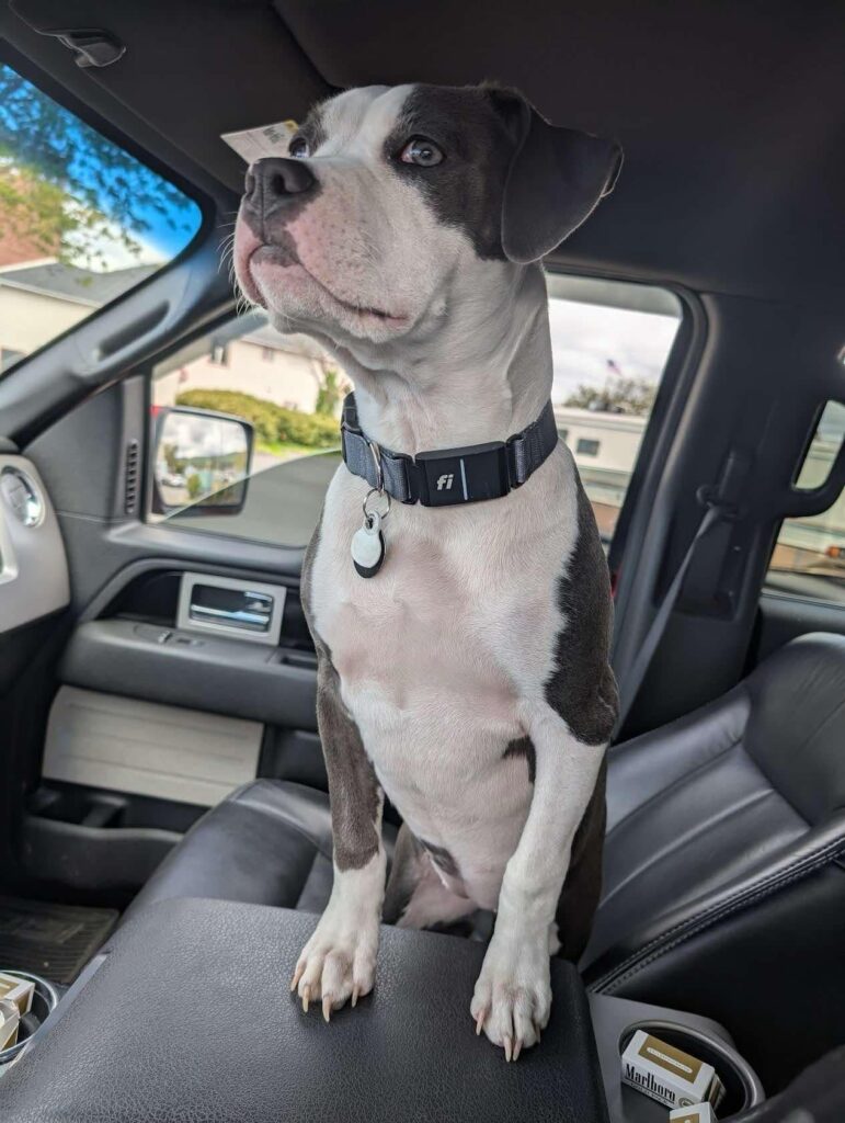 best pitbull breeder in the usa