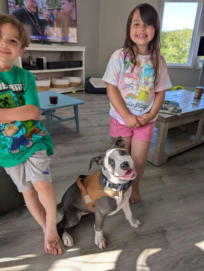 blue pit bull puppy with kids