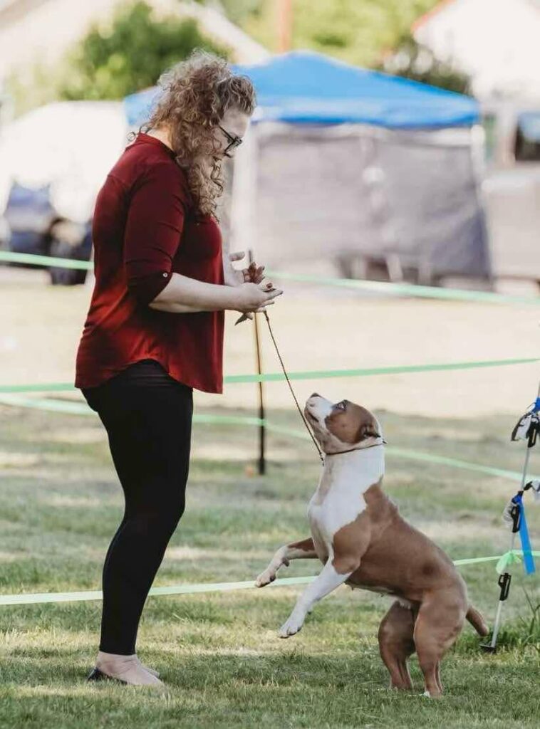 best pitbull breeder in the usa