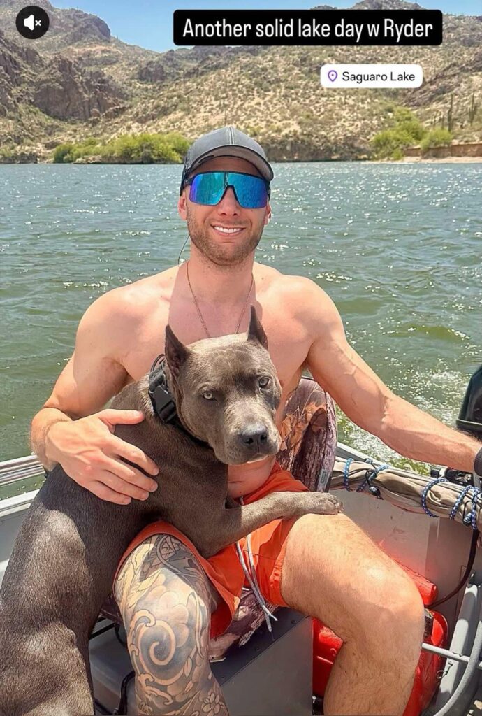 blue american pit bull terrier in Arizona