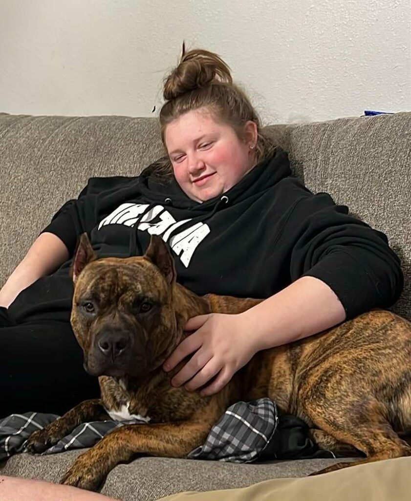 red brindle american pit bull terrier