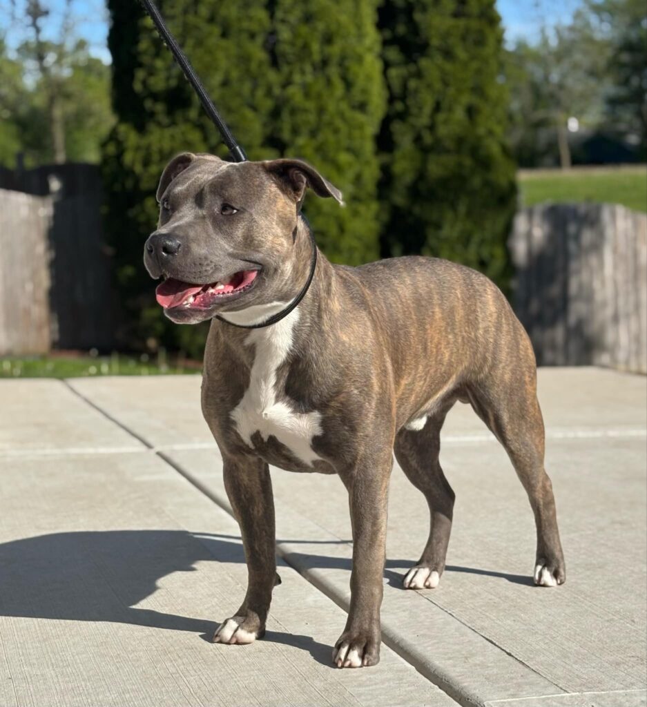 blue brindle pitbull in Illinois