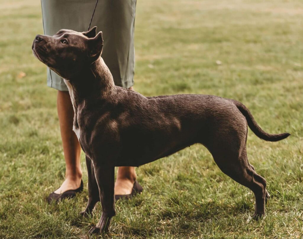 blue pitbull in washington