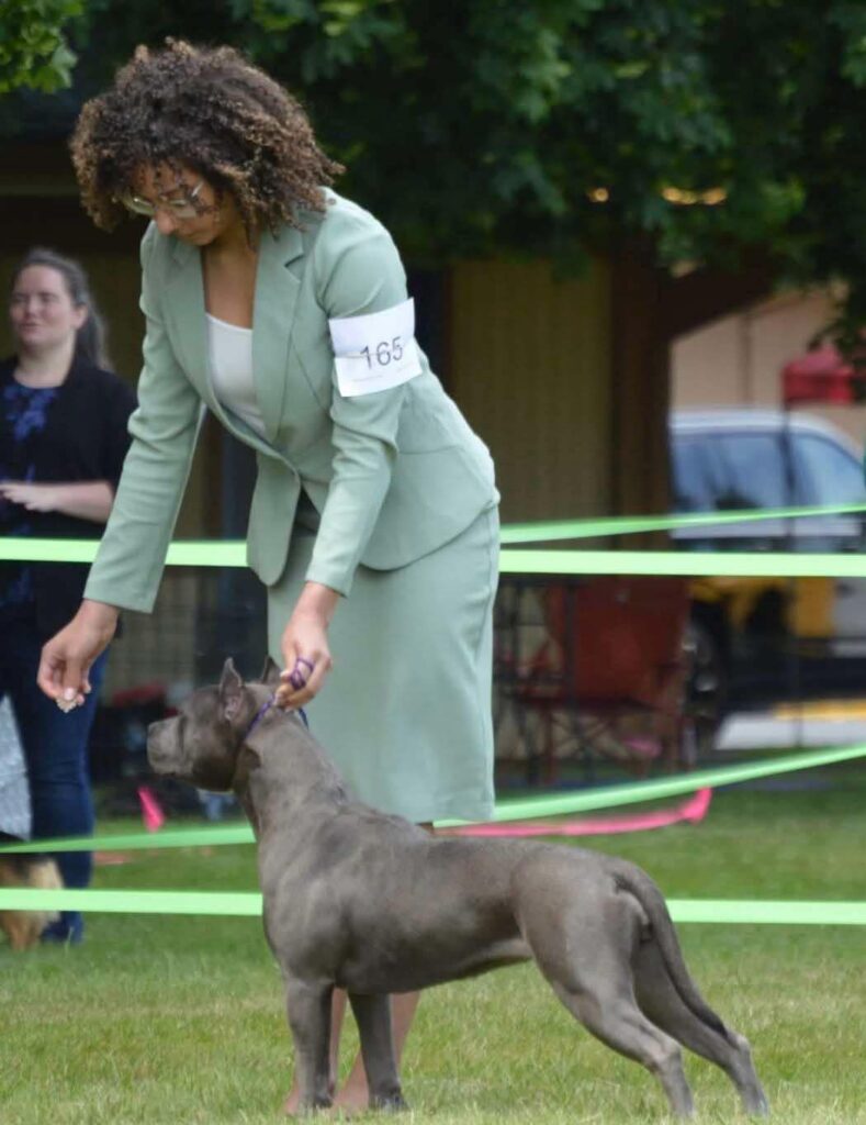 best pitbull breeder in the usa