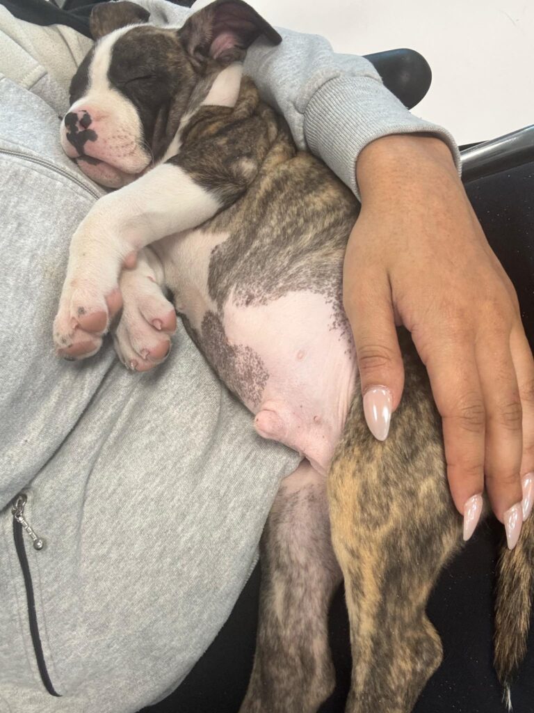 brindle american pit bull terrier in colorado