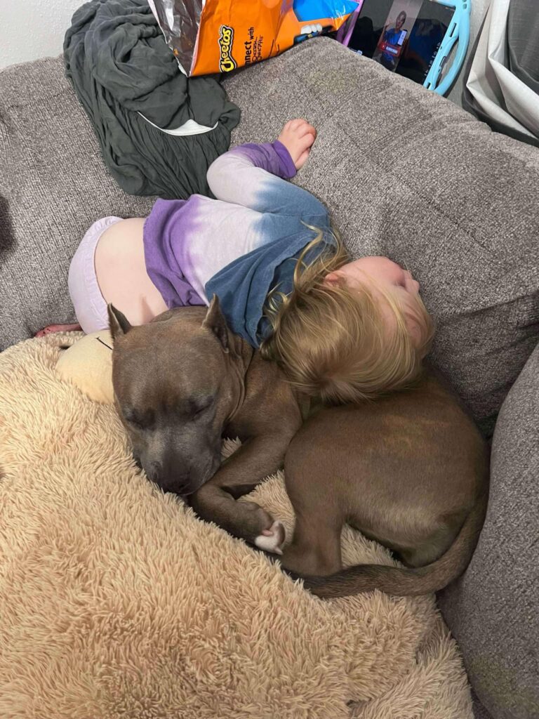 blue nose pitbull in washington