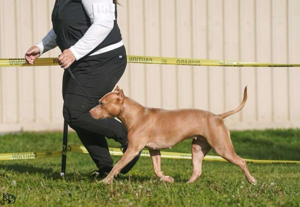 Red nose american pit bull terrier in california