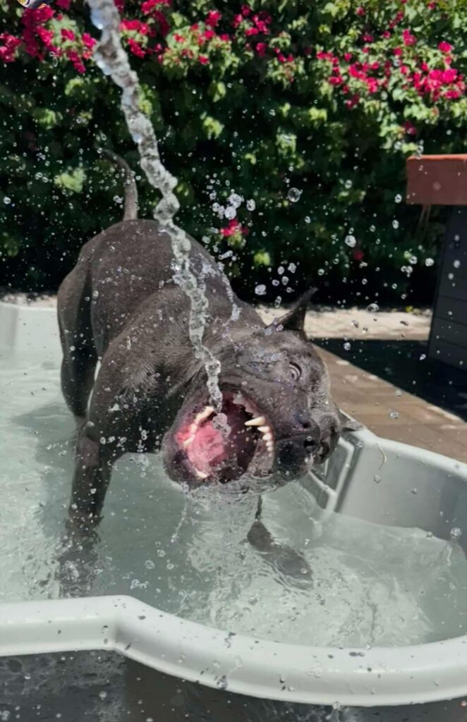 blue pitbull in arizona
