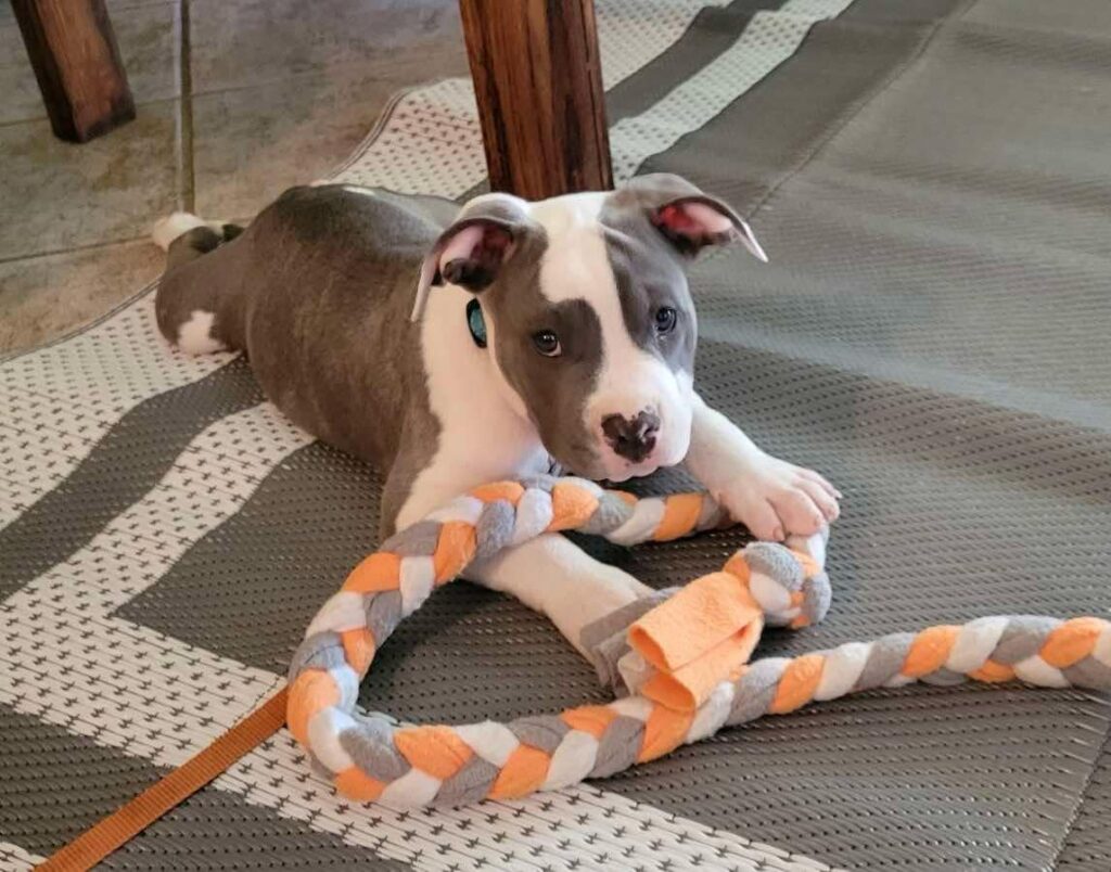 best pitbull breeder in the usa