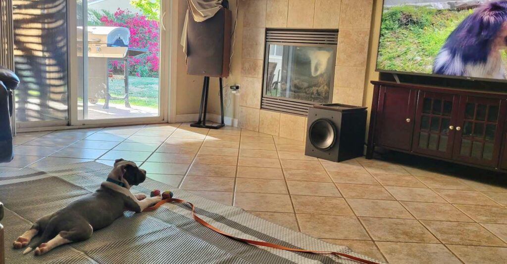 best bluenose pitbull breeder in the usa