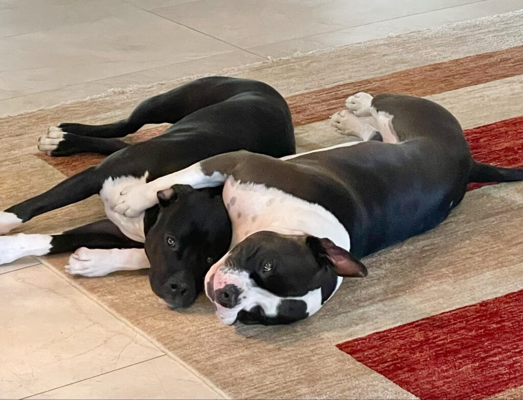 best bluenose pitbull breeder in the usa