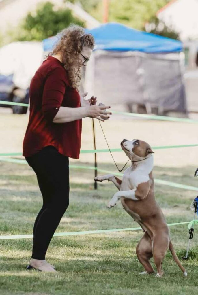 best bluenose pitbull breeder in the usa