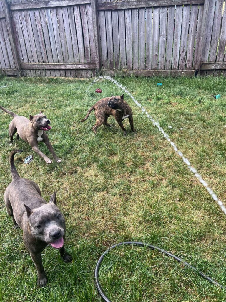 Top quality american pit bull terriers in Washington