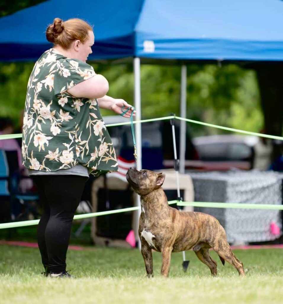 best pitbulls in the usa